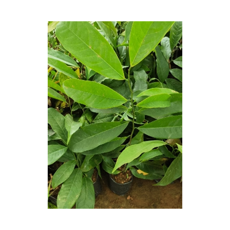 Picture of Fresh Manorangitham Green- 5pc