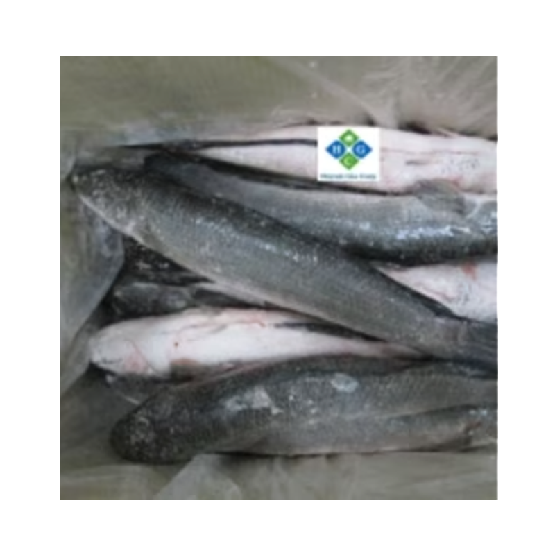 Picture of Shoal Frozen Fiash / lb