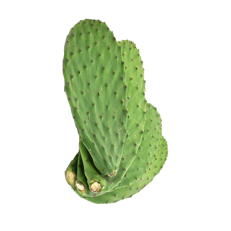 Picture of Cactus Leaves - lb