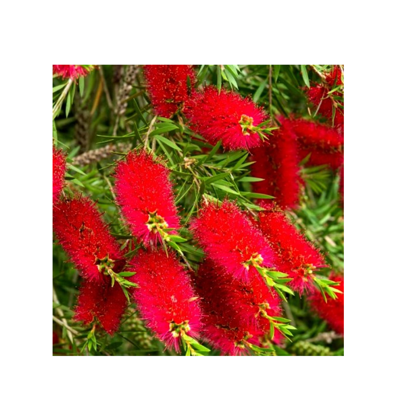 Picture of Bottle Brush