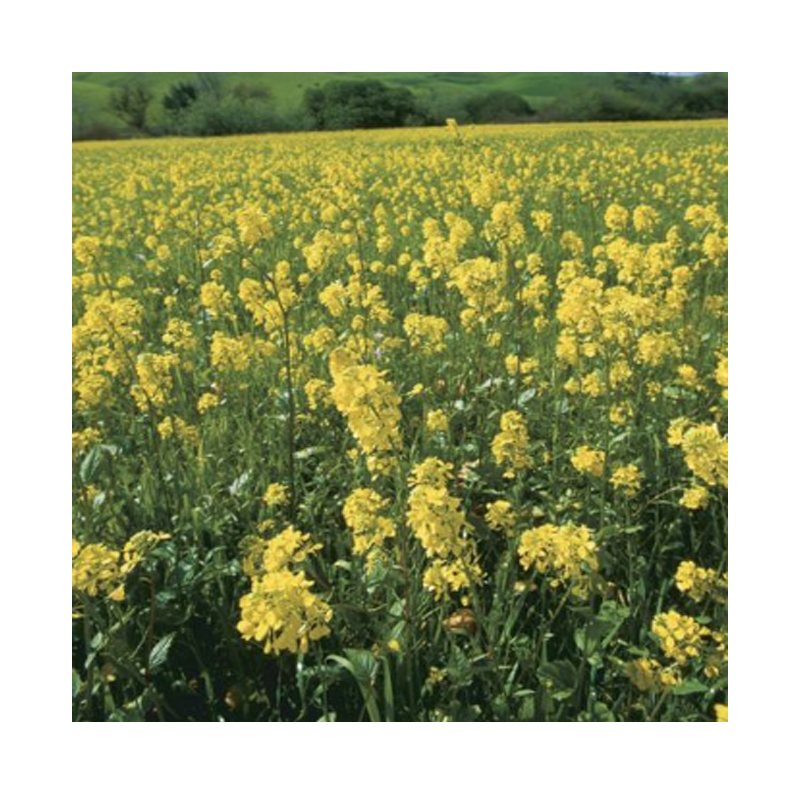 Picture of Plant Mustard - EA