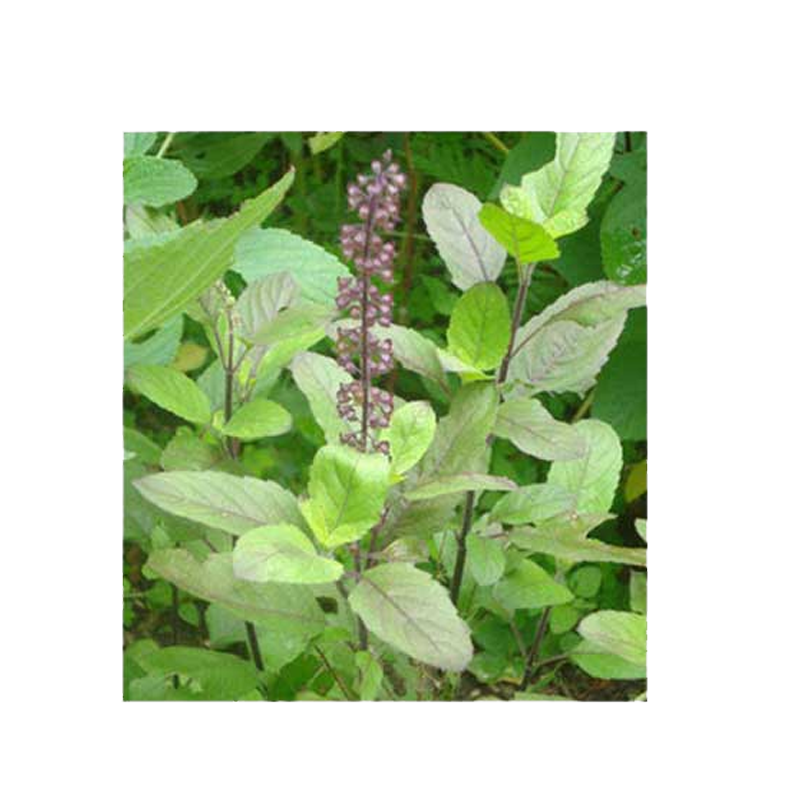 Picture of Hathi Tulsi Leaves - 25g