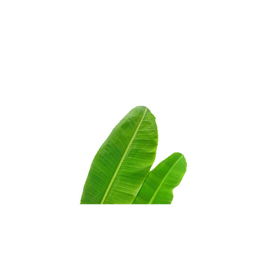 Picture of Fresh Banana Whole Leaf - EA