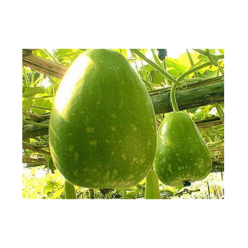 Picture of Bengali Squash - lb