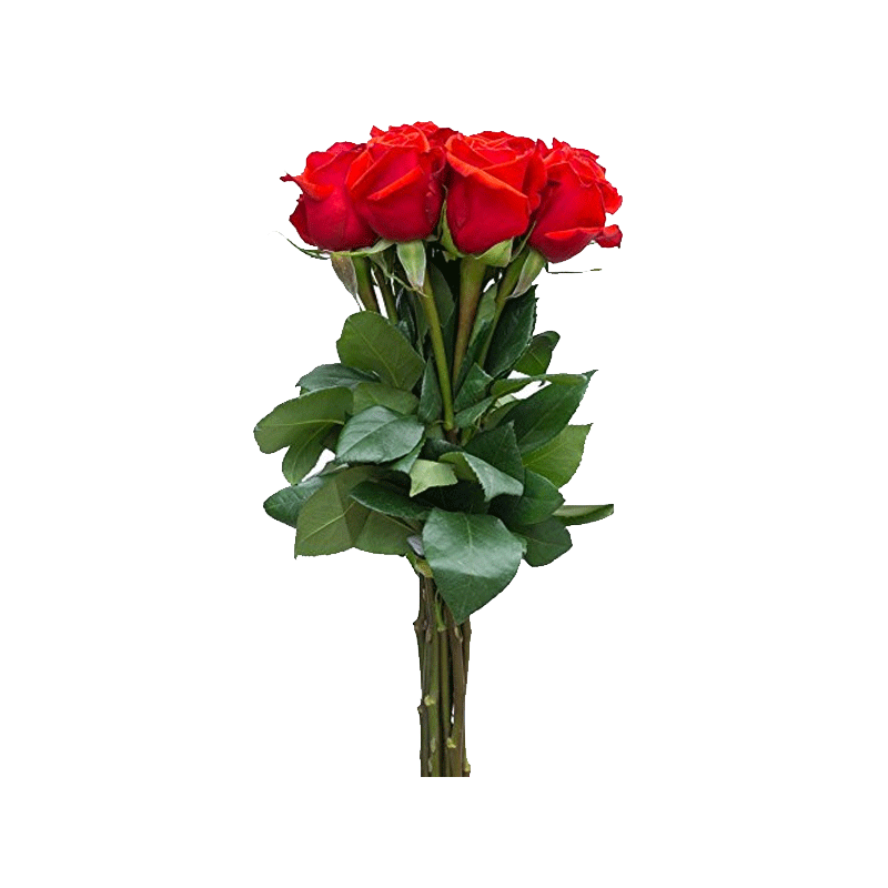 Picture of F Fresh Red Rose Bouquet 3Stem