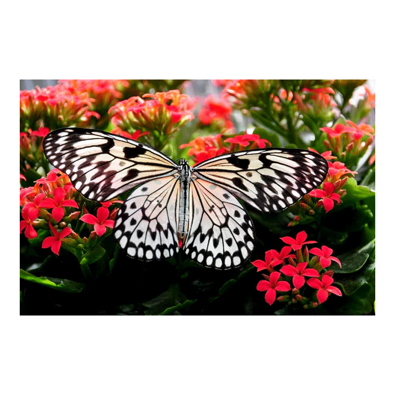 Picture of F Fresh Butterfly Garden