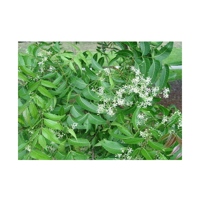 Picture of Neem Flowers Fresh - Pkt