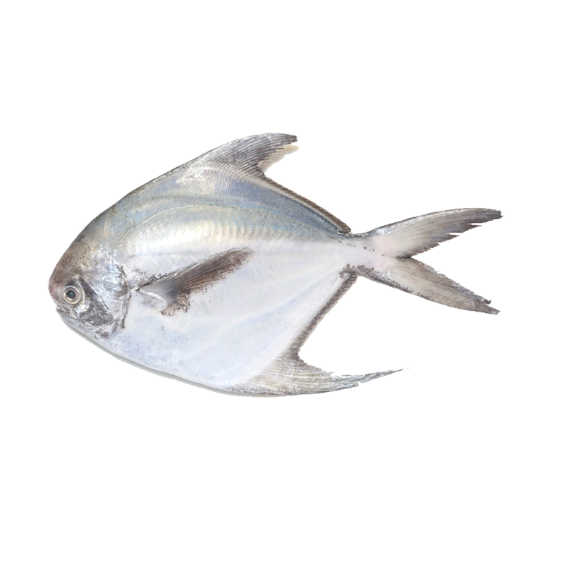 Picture of SAF Silver Pomfret Fish - 7oz