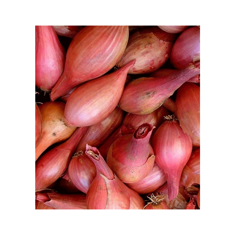 Picture of Nilgiris Red Shallots - 400g