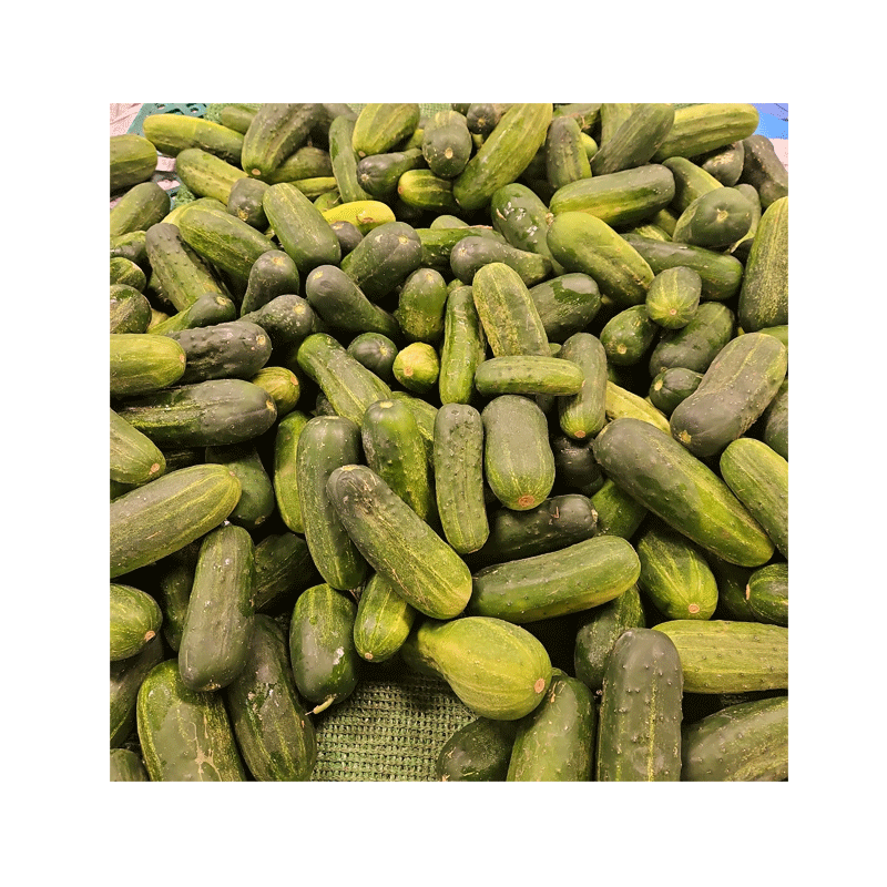 Picture of Cucumber Pickle - LB