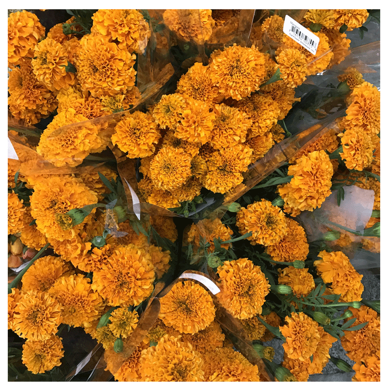 Picture of F Fresh Marigold 4798