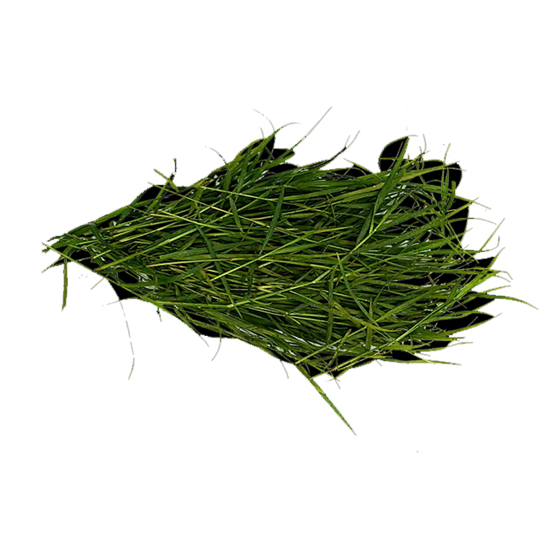 Picture of Grass for Pooja From India